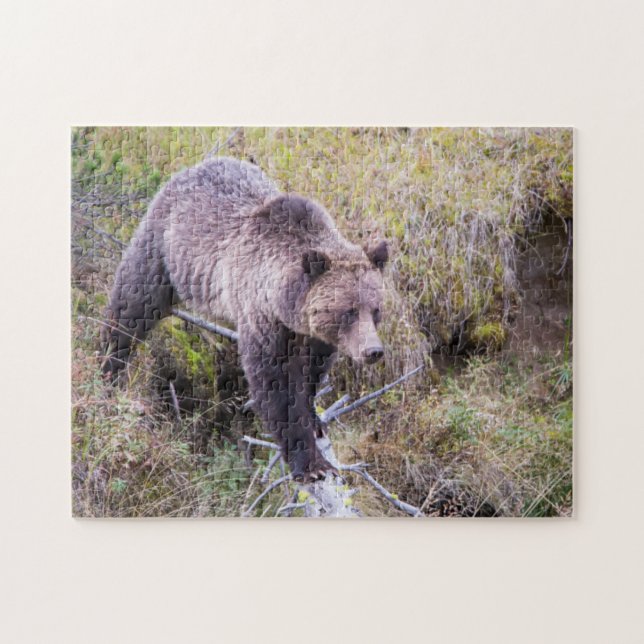 USA, Wyoming, Yellowstone National Park, Grizzy 1 (Horizontal)