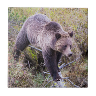 USA, Wyoming, Yellowstone National Park, Grizzy 1 Fliese