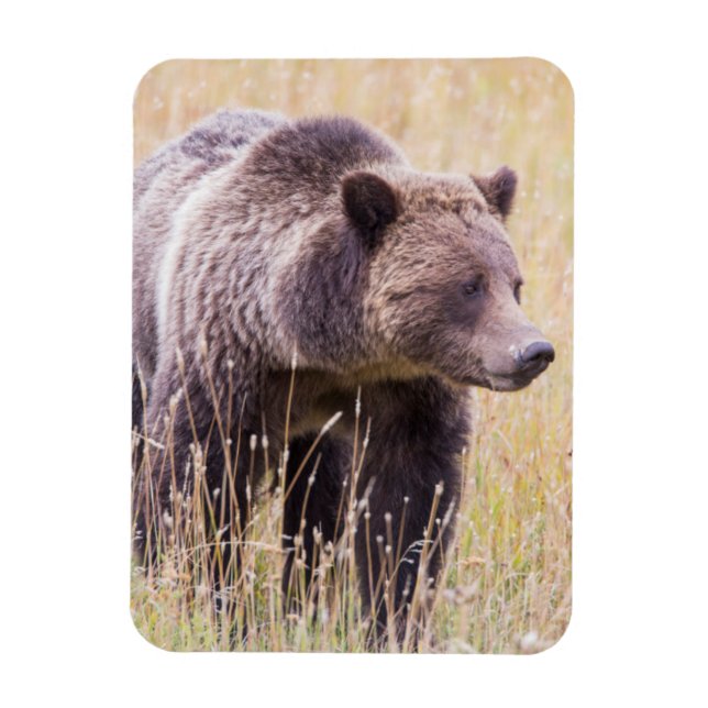 USA, Wyoming, Yellowstone National Park, Grizzy 3 Magnet (Vertikal)