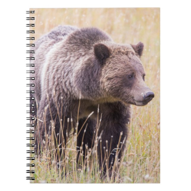 USA, Wyoming, Yellowstone National Park, Grizzy 3 Notizblock (Vorderseite)