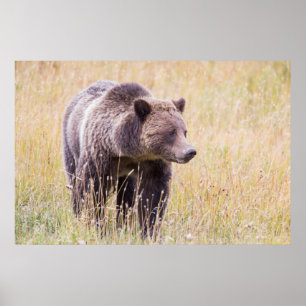 USA, Wyoming, Yellowstone National Park, Grizzy 3 Poster