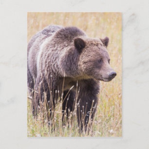 USA, Wyoming, Yellowstone National Park, Grizzy 3 Postkarte