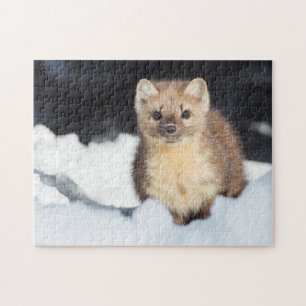 USA, Wyoming, Yellowstone Nationalpark