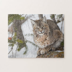 USA, Wyoming, Yellowstone-Nationalpark, Bobcat