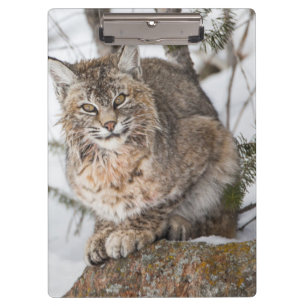USA, Wyoming, Yellowstone-Nationalpark, Bobcat Klemmbrett