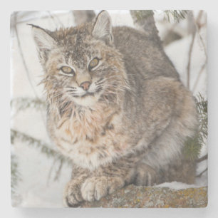 USA, Wyoming, Yellowstone-Nationalpark, Bobcat Steinuntersetzer