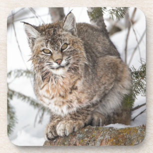 USA, Wyoming, Yellowstone-Nationalpark, Bobcat Untersetzer