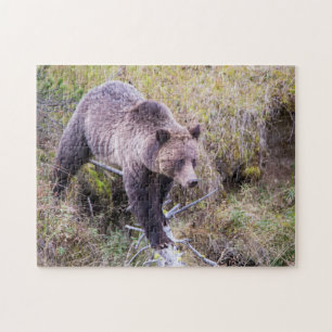 USA, Wyoming, Yellowstone-Nationalpark, Grizzly 1