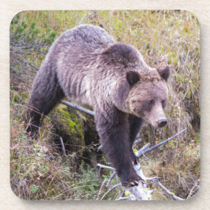USA, Wyoming, Yellowstone Nationalpark, Grizzly 1 Getränkeuntersetzer