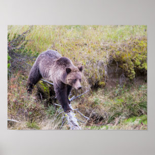 USA, Wyoming, Yellowstone-Nationalpark, Grizzly 1 Poster