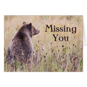 USA, Wyoming, Yellowstone-Nationalpark, Grizzly 2