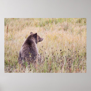USA, Wyoming, Yellowstone-Nationalpark, Grizzly 2 Poster