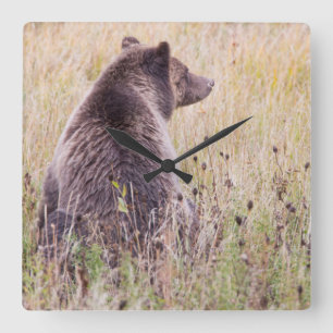 USA, Wyoming, Yellowstone-Nationalpark, Grizzly 2 Quadratische Wanduhr
