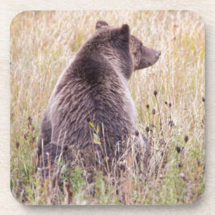 USA, Wyoming, Yellowstone-Nationalpark, Grizzly 2 Untersetzer