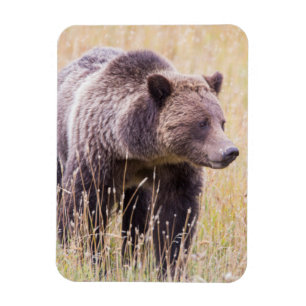USA, Wyoming, Yellowstone-Nationalpark, Grizzly 3 Magnet