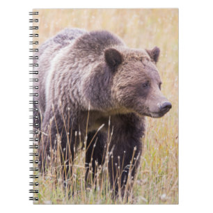 USA, Wyoming, Yellowstone-Nationalpark, Grizzly 3 Notizblock