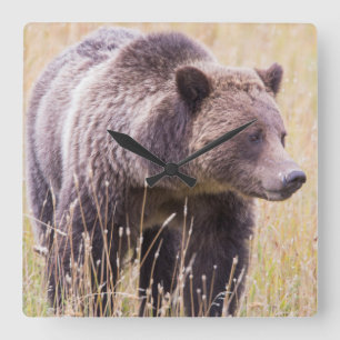 USA, Wyoming, Yellowstone-Nationalpark, Grizzly 3 Quadratische Wanduhr
