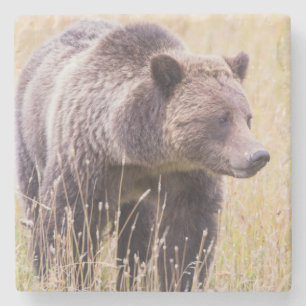 USA, Wyoming, Yellowstone-Nationalpark, Grizzly 3 Steinuntersetzer