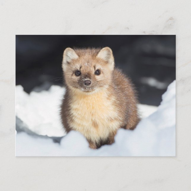 USA, Wyoming, Yellowstone Nationalpark Postkarte (Vorderseite)