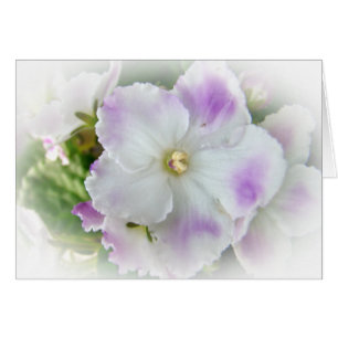 Usambaraveilchen-Blüte