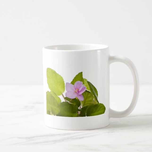 Usambaraveilchen - Saintpaulia ionantha Kaffeetasse (Rechts)
