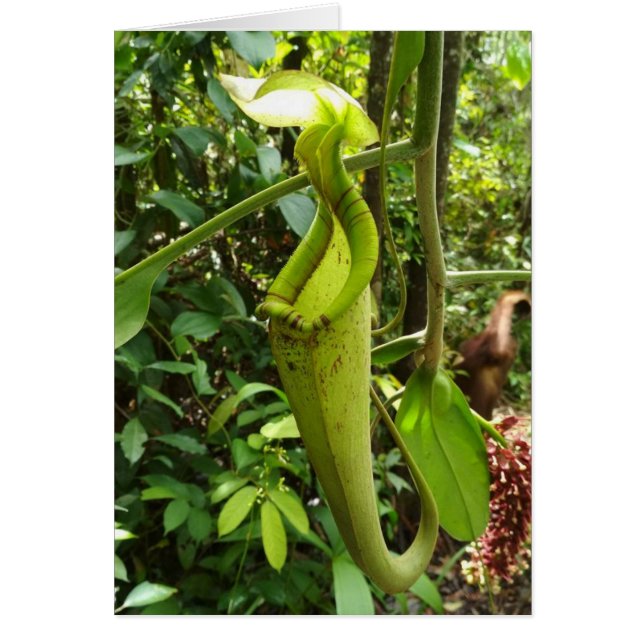 Usines carnivores d'usine de broc (Devant)