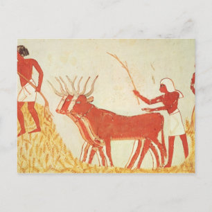 Using cows to trample wheat postkarte