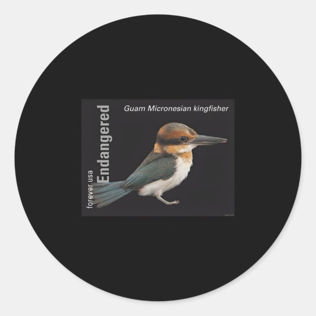 Usps gefährdete Arten Kingfisher Vollständige Brie Runder Aufkleber (Vorderseite)