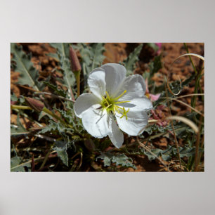 Utah, Arches National Park, Dwarf evening Poster