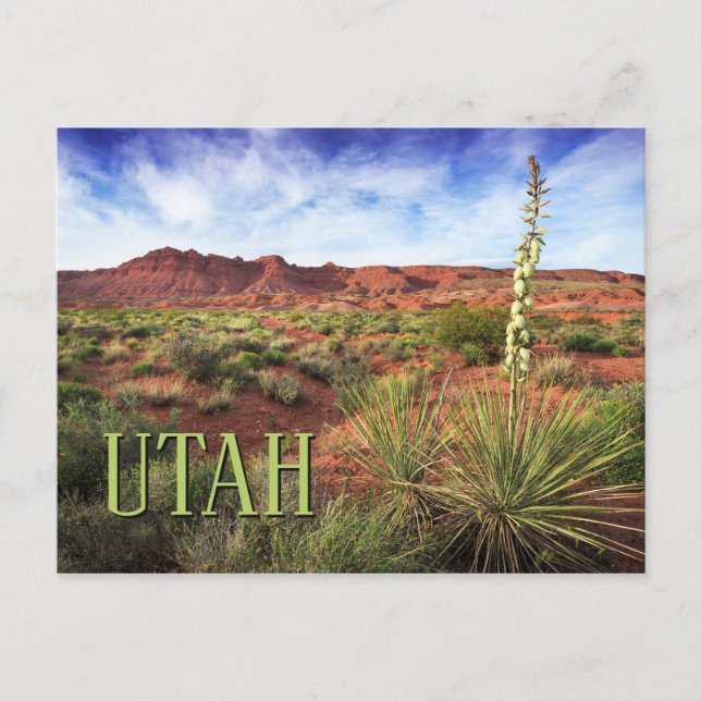Utah Desert Yucca Postkarte (Vorderseite)