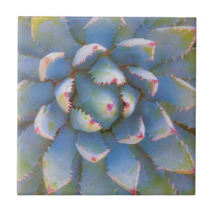 Utah, Dixie National Forest. Naher Yucca-Anstieg Fliese