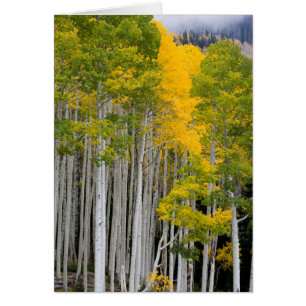 Utah. États-Unis. Peupliers Trembles (Populus Trem