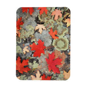 Utah, Fishlake National Forest. Muster Magnet