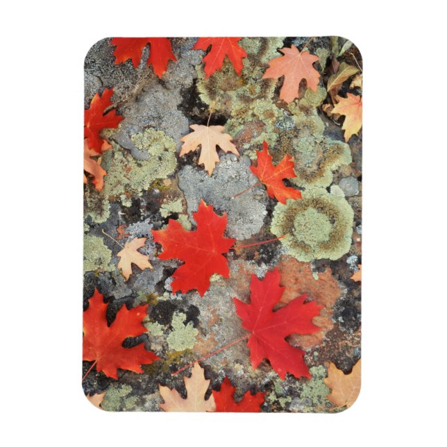 Utah, Fishlake National Forest. Muster Magnet (Vertikal)
