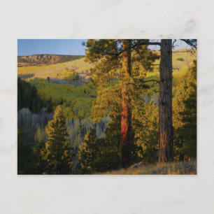 UTAH. Gelbkiefern & Espen, Herbst. Sonnenaufgang, Postkarte