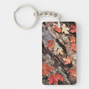Utah, Parc national de Sion, Motifs de l'automne