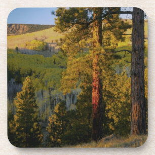 UTAH. Ponderosa-Pinien und Apfel, Herbst. Sonnenau Getränkeuntersetzer