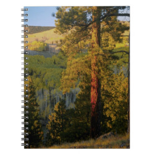 UTAH. Ponderosa-Pinien und Apfel, Herbst. Sonnenau Notizblock