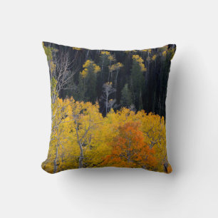 Utah. USA. Aspen Bäume im Herbst auf dem Sevier Kissen