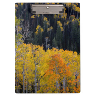 Utah. USA. Aspen Bäume im Herbst auf dem Sevier Klemmbrett