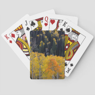 Utah. USA. Aspen Bäume im Herbst auf dem Sevier Spielkarten