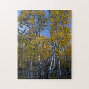 Utah. USA. Aspen Bäume und Mond in der Dämmerung
