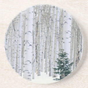 UTAH. USA. Aspen (Populus tremuloides) & Douglas Getränkeuntersetzer