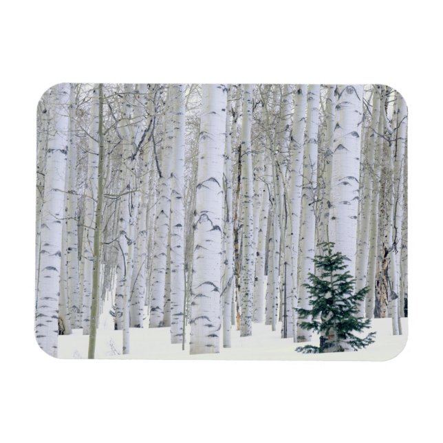 UTAH. USA. Aspen (Populus tremuloides) & Douglas Magnet (Horizontal)