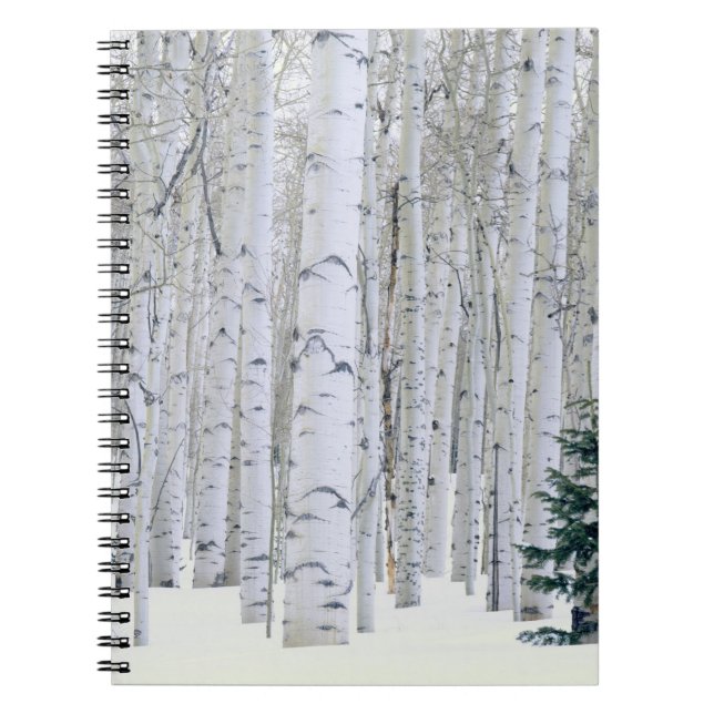 UTAH. USA. Aspen (Populus tremuloides) & Douglas Notizblock (Vorderseite)