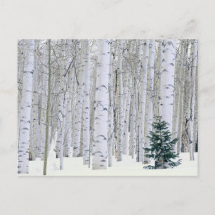 UTAH. USA. Aspen (Populus tremuloides) & Douglas Postkarte