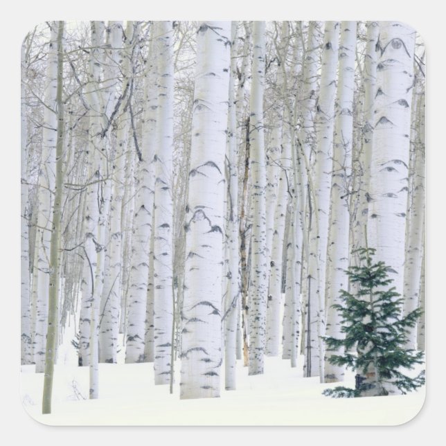 UTAH. USA. Aspen (Populus tremuloides) & Douglas Quadratischer Aufkleber (Vorderseite)