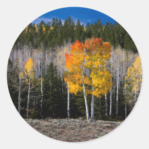 Utah, USA Aspen Trees (Populus Tremuloides) 2 Runder Aufkleber