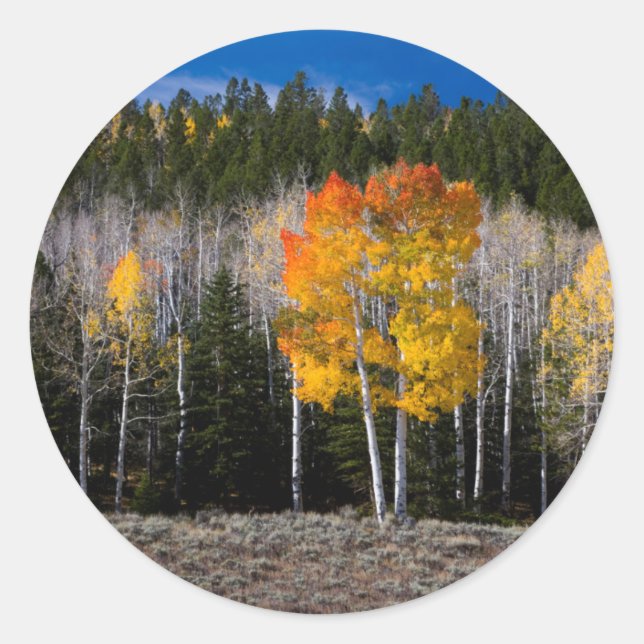 Utah, USA Aspen Trees (Populus Tremuloides) 2 Runder Aufkleber (Vorderseite)