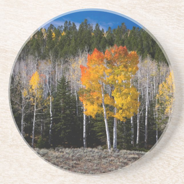 Utah, USA. Aspen Trees (Populus Tremuloides) 2 Untersetzer (Vorne)